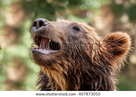 Kamchatka bear portrait