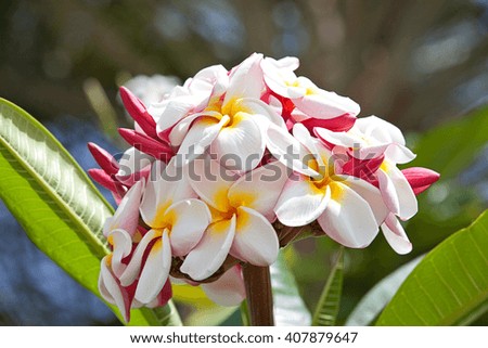 Pink plumeria on the plumeria tree, frangipani beautiful tropical flowers.