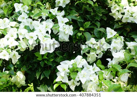 White bougainvillea flower with blurry green leaves background:select focus with shallow depth of field:ideal use for background.