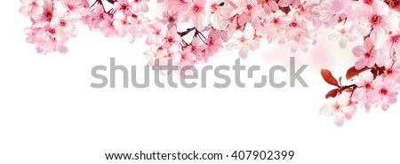 Dreamy cherry blossoms as a natural border, studio isolated on pure white background, panorama format Royalty-Free Stock Photo #407902399