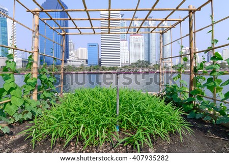 Vegetable plantation in urban garden. Royalty-Free Stock Photo #407935282