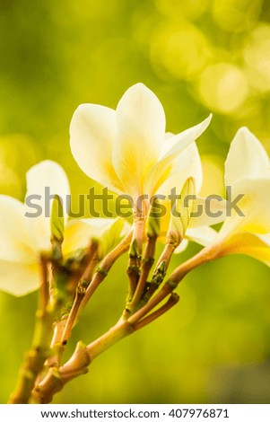 Close up of white Frangipani flowers, Thailand