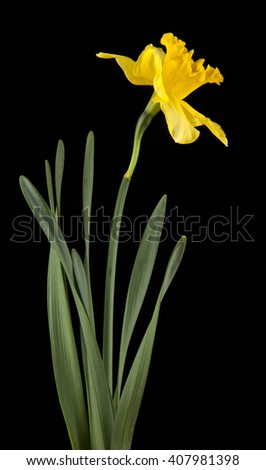 spring yellow daffodil flowers isolated on black background