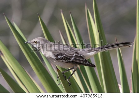 Northern Mockingbird, Mimus polyglottos