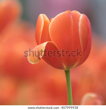 Bright colored orange tulips against a orange field.