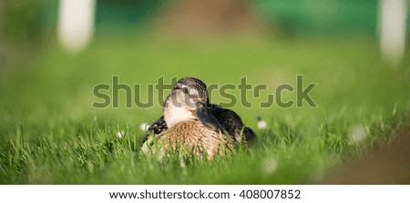 Mallard duck in the grass