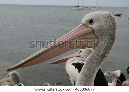 Pelican, Kingscote, Kangaroo Island, South Australia
