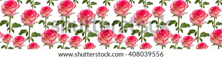 Floral pattern background.  header panorama  pattern flower rose red    white background. Website template.   Beautiful flowers composition. Floral background. Flat lay, top view, eco friendly.