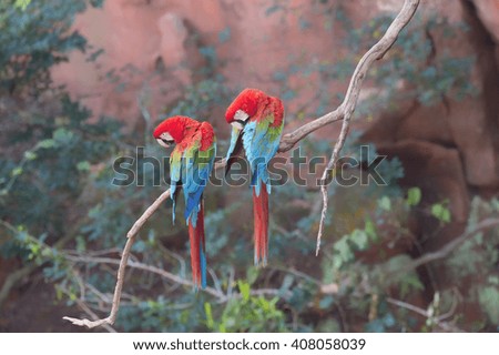 Red-and-green macaws (Ara chloropterus) perched on a branch in Buraco das Araras, Mato Grosso do Sul, Brazil, South America