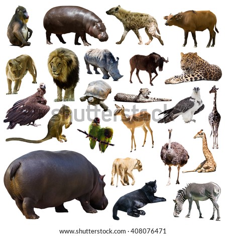 Set of hippo and other African animals. Isolated on white background