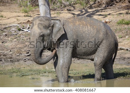 Ceylon Elephant isolated & bathing 