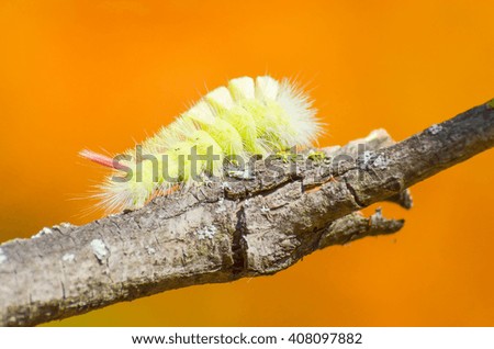 caterpillar overcomes obstacles to find food
