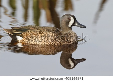 Male Blue-winged Teal (Anas discors) Swimming in a Florida wetland in late winter