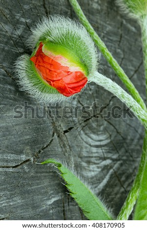 the photo shows one of a Bud of a poppy on wood background