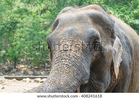 Big elephant in a park. Elephant animal background