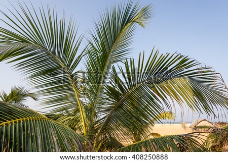 palms tropical on beach