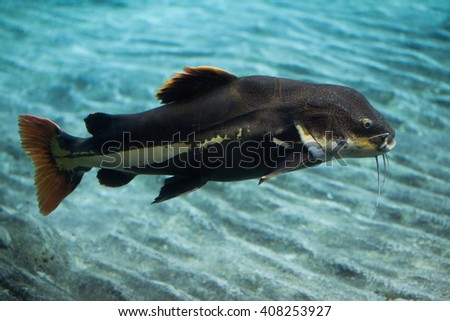Redtail catfish (Phractocephalus hemioliopterus). Wild life animal.  Royalty-Free Stock Photo #408253927