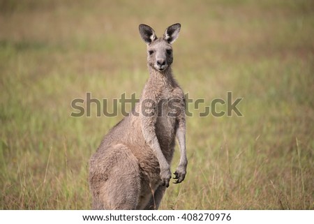 Eastern Grey Kangaroo with ears pricked and standing in the grazing fields of Eurobodalla National Park