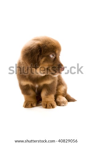 Photo of a cute puppy isolated on white background