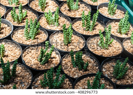 Close up green color of cactus in the black potted.Various cactus plants. selective focus