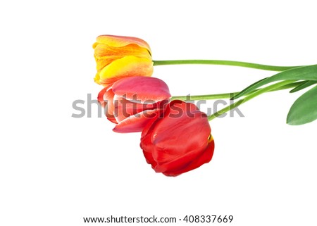 Colored tulip with leaves on a white background. Colored tulip, tulip isolated, tulips in bouquet, beautiful tulips, colorful tulips, tulips petals.
