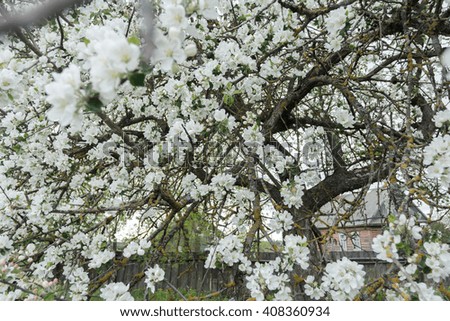 Spring garden apple tree in full bloom with snowy white flowers at country farm log house background