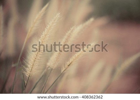 clouse-up of long flower of a tall grass species on sunset background, used to background