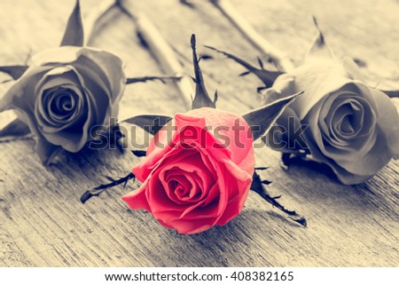 Red rose on black and white wooden background