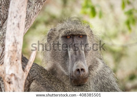 Starring Baboon in the Kruger National Park, South Africa.