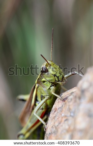 Large marsh grasshopper (Stethophyma grossum)