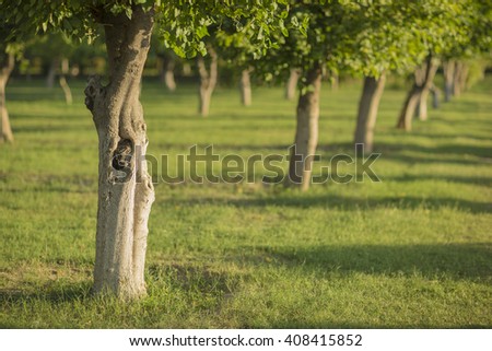 Trees in garden at agra.
