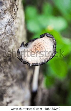 Poisonous mushroom in the park in spring