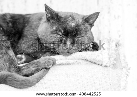 Sleepy, beautiful, black tomcat. High resolution and quality