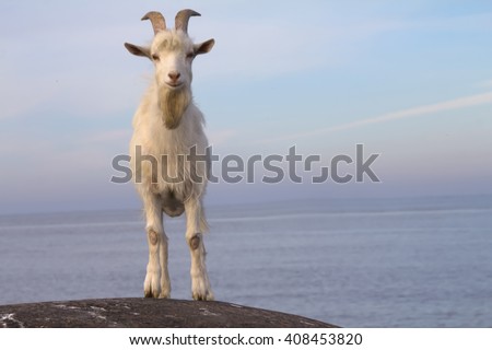 Goat on the beach on a stone. Sea Capricorn - dedication to God of sea. An outline of the heraldic figure, astrological sign. 