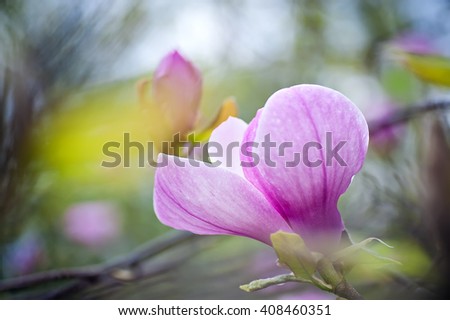 closeup magnolia flower.  natural floral spring or summer background with soft focus and blur