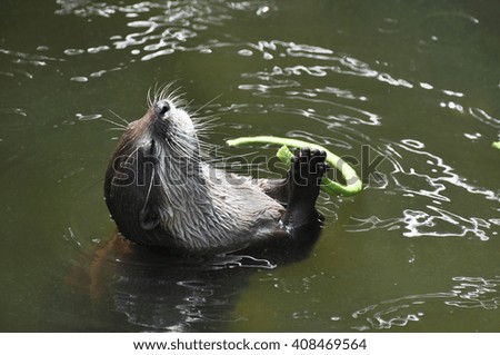 Water otter in the pond eating the grass 