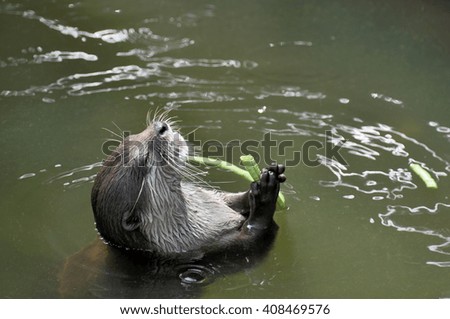 Water otter in the pond eating the grass 