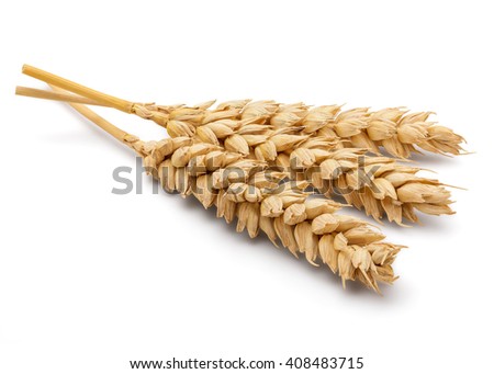 Perfect Cleaned Dried Wheat Ear Isolated on White Background in Full Depth of Field with Clipping Path.