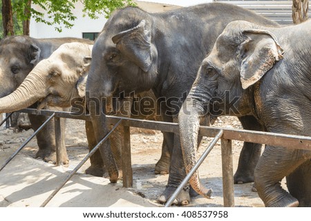 Friendly elephant in Thailand. Elephant animal background