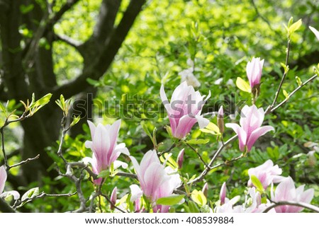 Spring floral background with pink magnolia flowers 