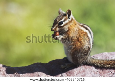 Cute little chipmunk eating nut.