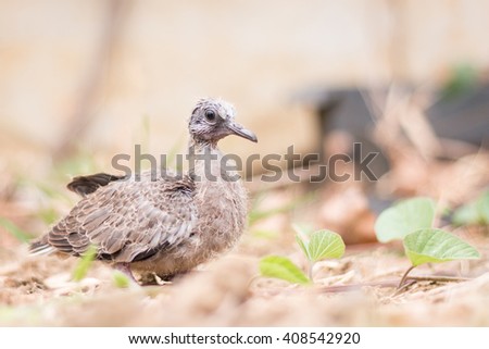 Closeup Baby spotted doves on the ground