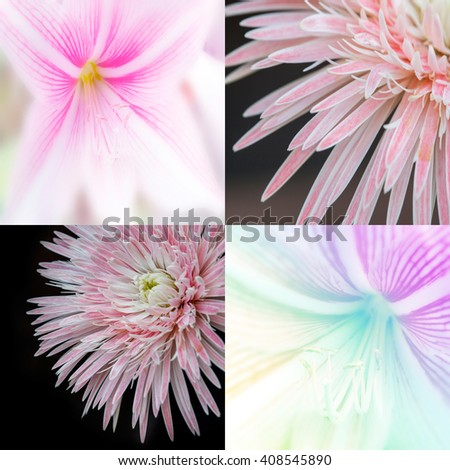 Set of  Flower Backgrounds