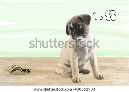 Pug Puppy marvels at a caterpillar at a worm