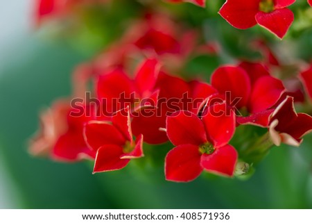 flower with red flowers with four leaves and green leaves Royalty-Free Stock Photo #408571936