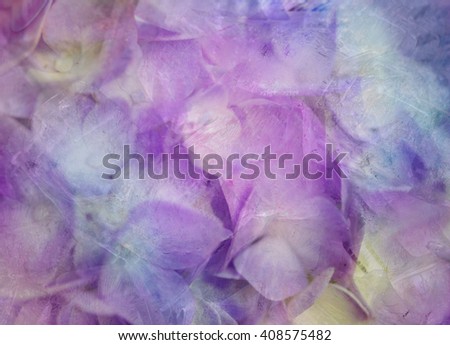 Colourful fantasy Ice with Hydrangea flowers soft  blur background.