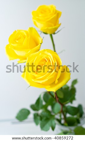 Yellow roses with green leaves. Shallow DOF, focus on the bottom rose