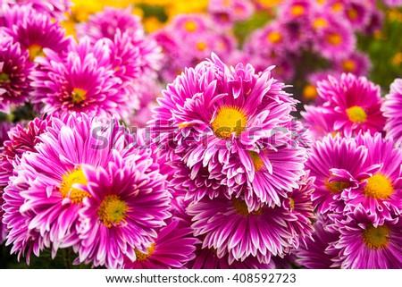 beautiful flowers and buds chrysanthemum in the garden