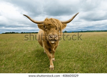 Front view of Highland Cow (Bos Taurus) looking at camera, sticking tongue out