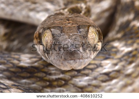 Malagasy cat-eyed snake (Madagascarophis meridionalis) Royalty-Free Stock Photo #408610252